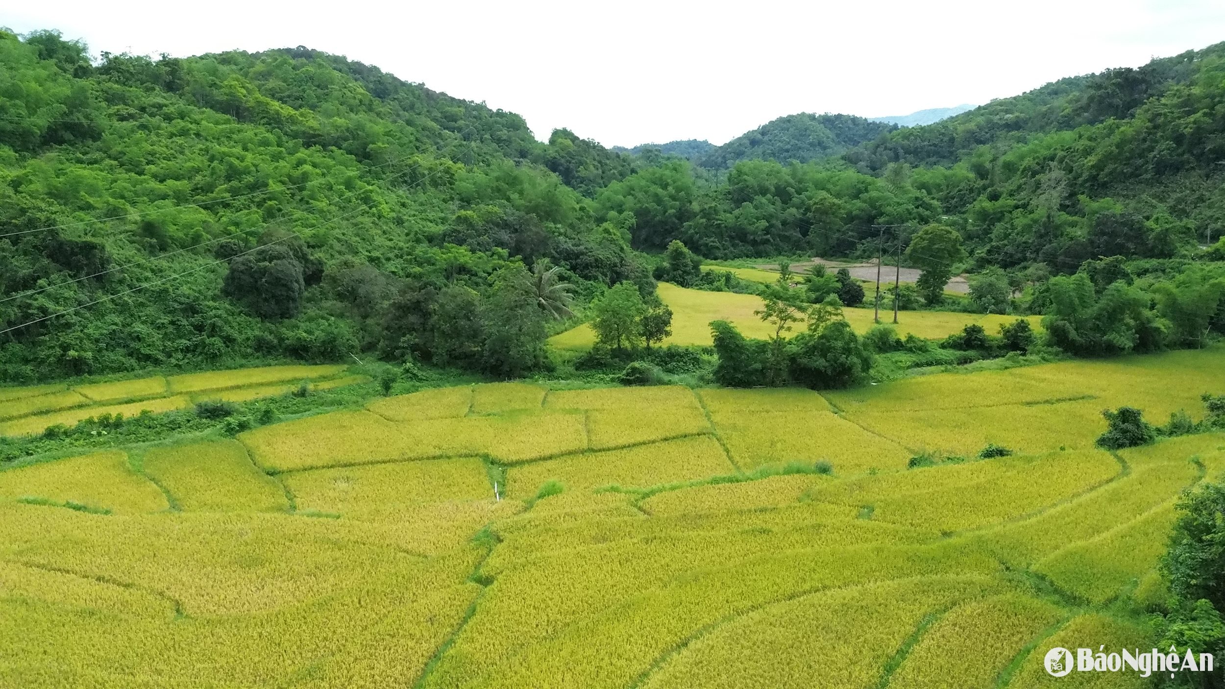Đồng lúa chín đẹp giữa núi rừng miền Tây xứ Nghệ