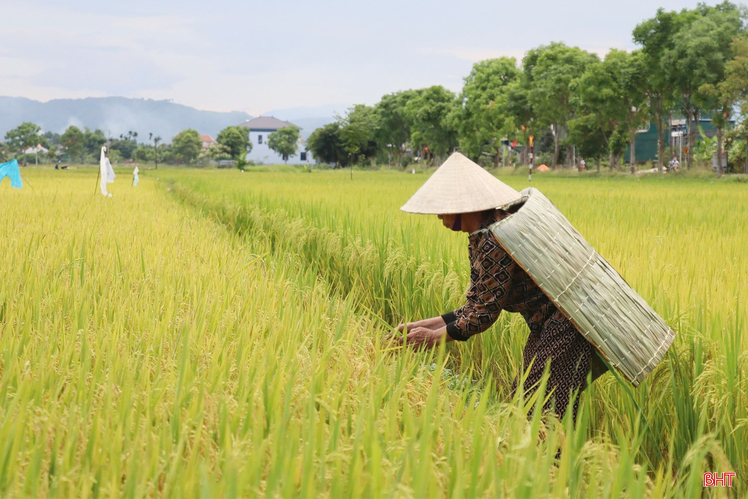 Người phụ nữ hơn 50 năm giữ nghề chằm áo tơi