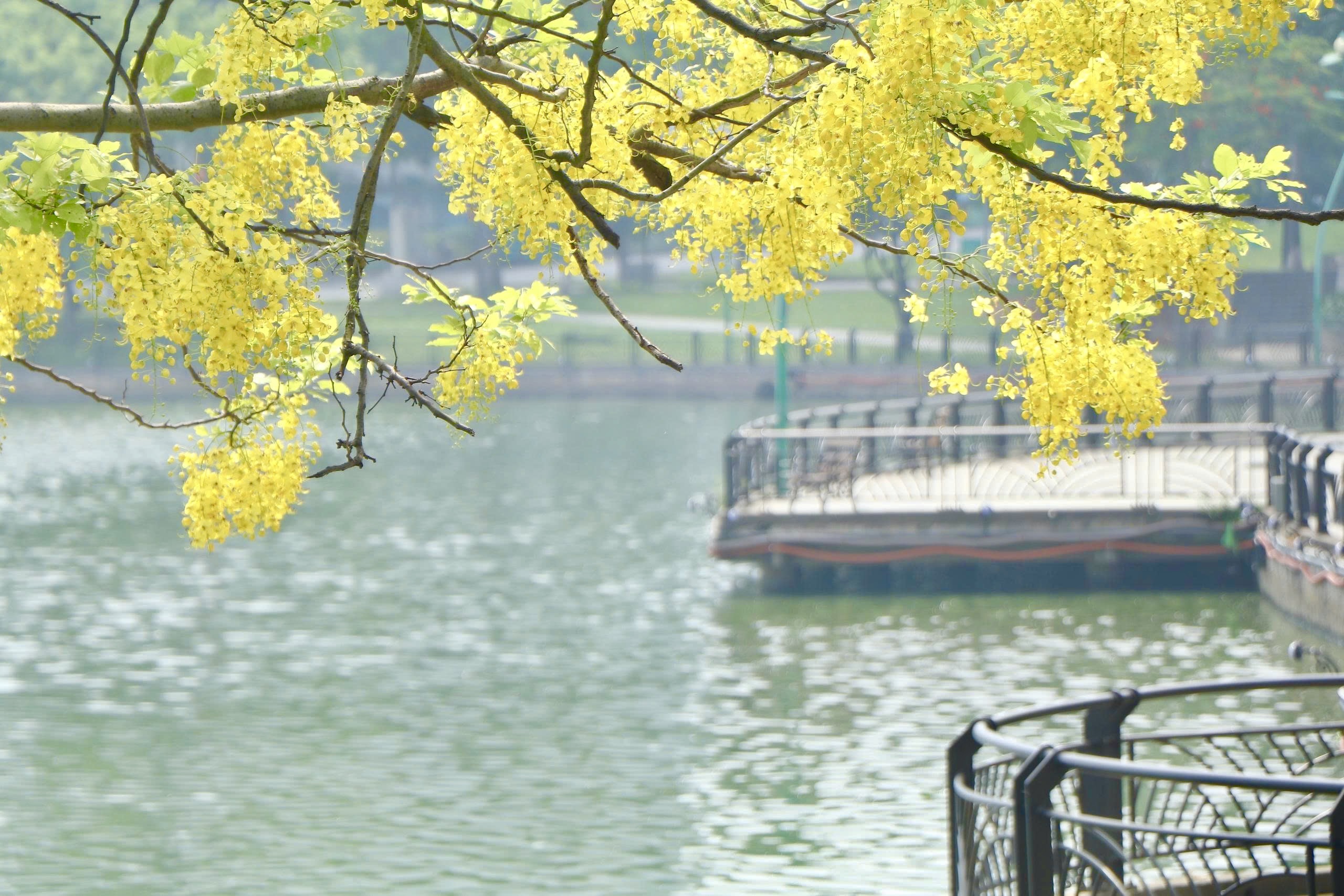Sắc vàng nắng hè