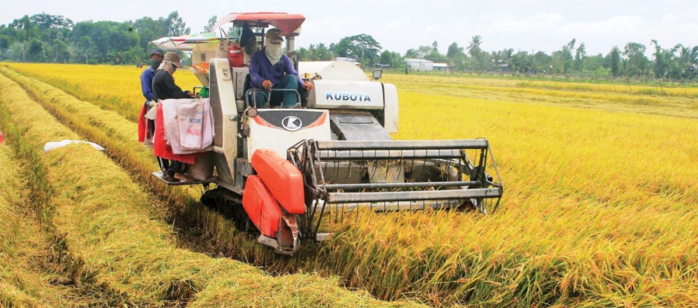 Tập trung sản xuất vụ Mùa