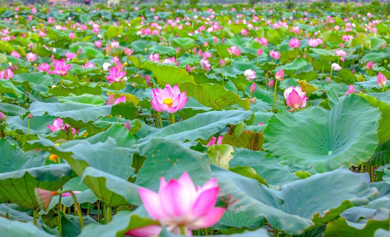 Mùa sen gọi về
