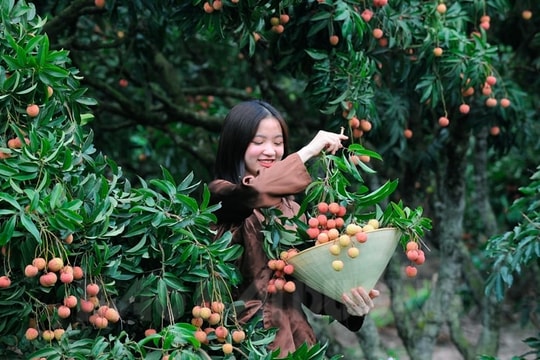 Hương mùa hè
