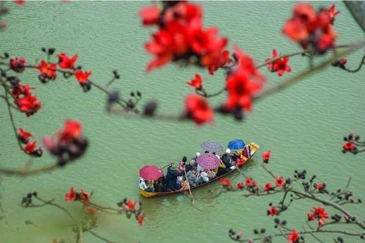 Hoa gạo in bóng sông quê
