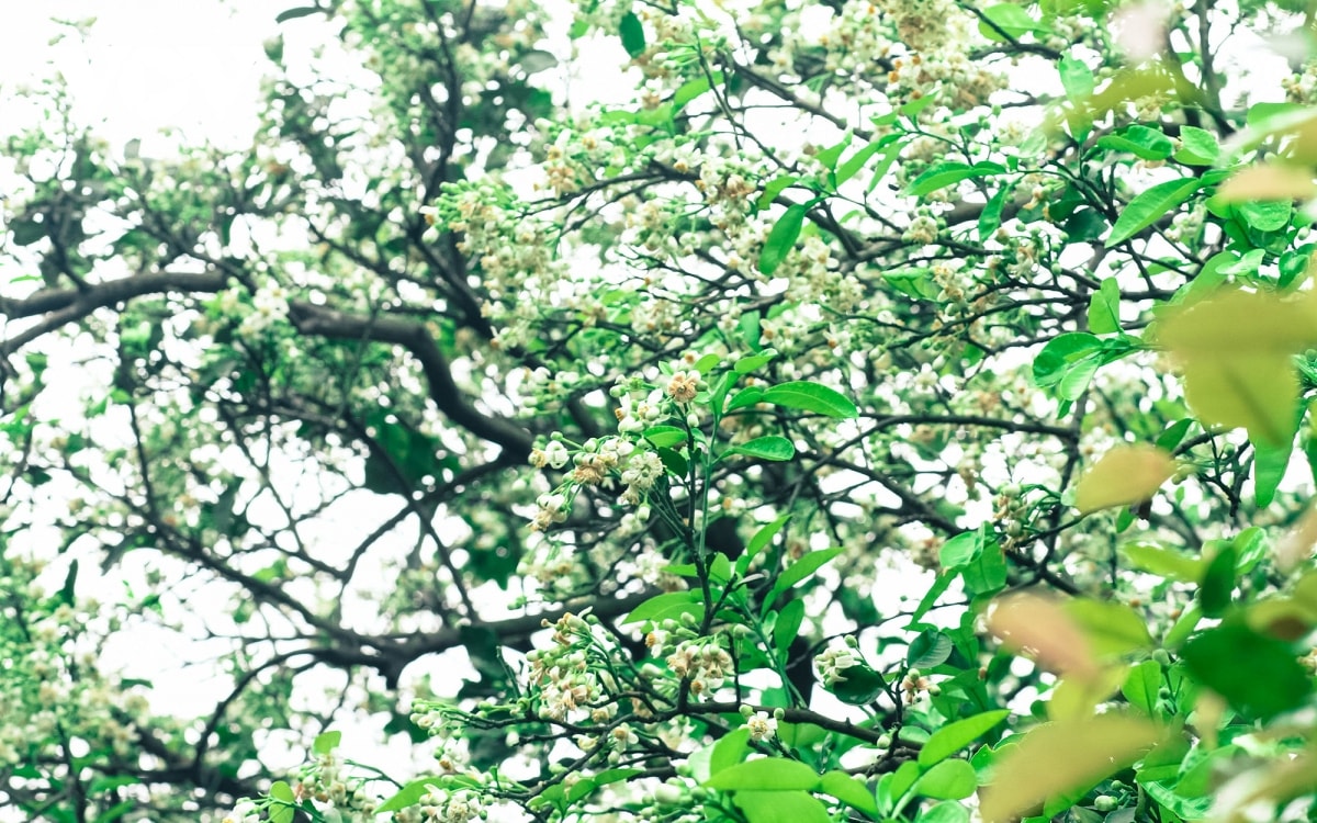 Mùa hoa bưởi