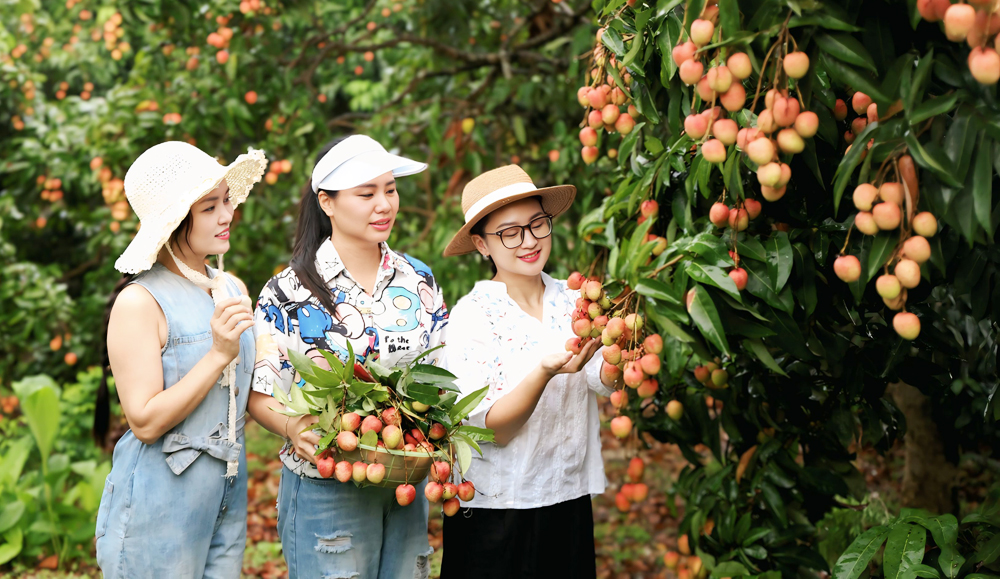 Thu hút du khách đến vùng vải Tân Yên