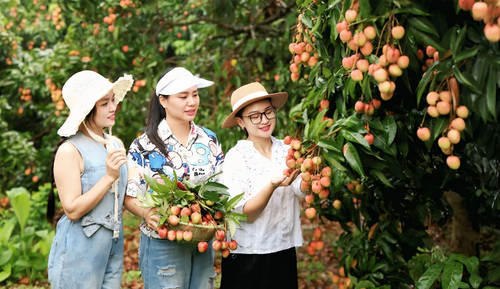 Thu hút du khách đến vùng vải Tân Yên