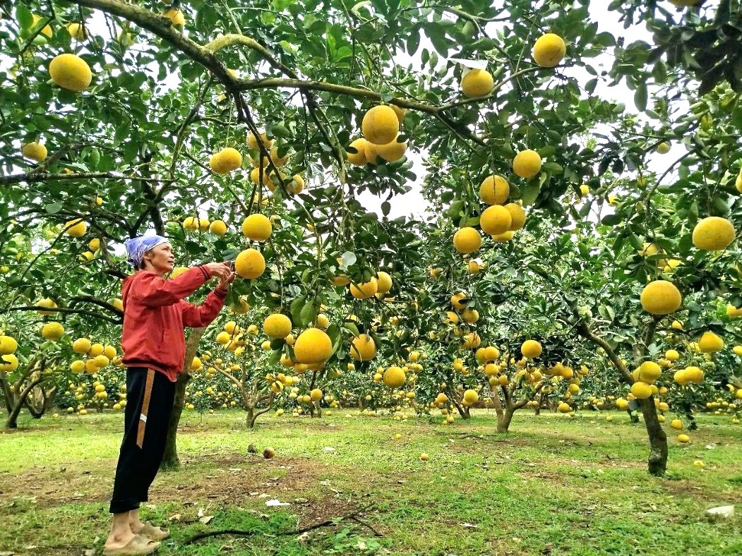 Nữ nông dân Yên Trị biến đất cằn thành vườn cây bạc tỷ