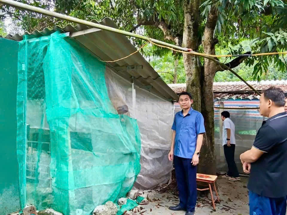 Lạc Sơn tiêu hủy gần 12 tấn lợn mắc dịch tả lợn châu Phi
