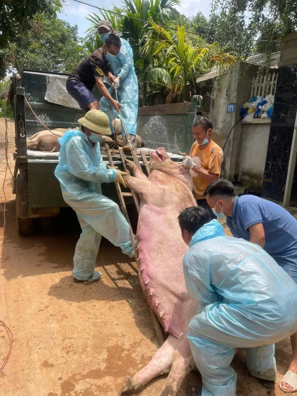 Lạc Sơn tiêu hủy gần 12 tấn lợn mắc dịch tả lợn châu Phi