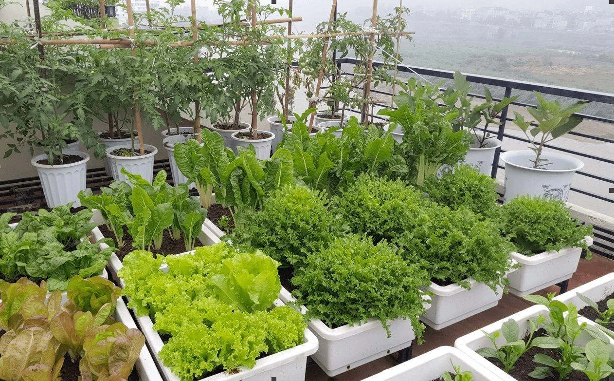 Thế Giới Làm Vườn - Địa chỉ bán hạt giống rau chất lượng uy tín