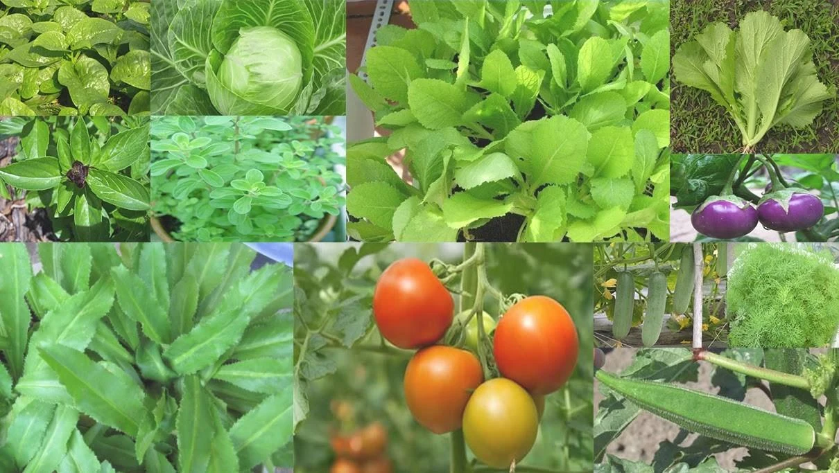 Thế Giới Làm Vườn - Địa chỉ bán hạt giống rau chất lượng uy tín
