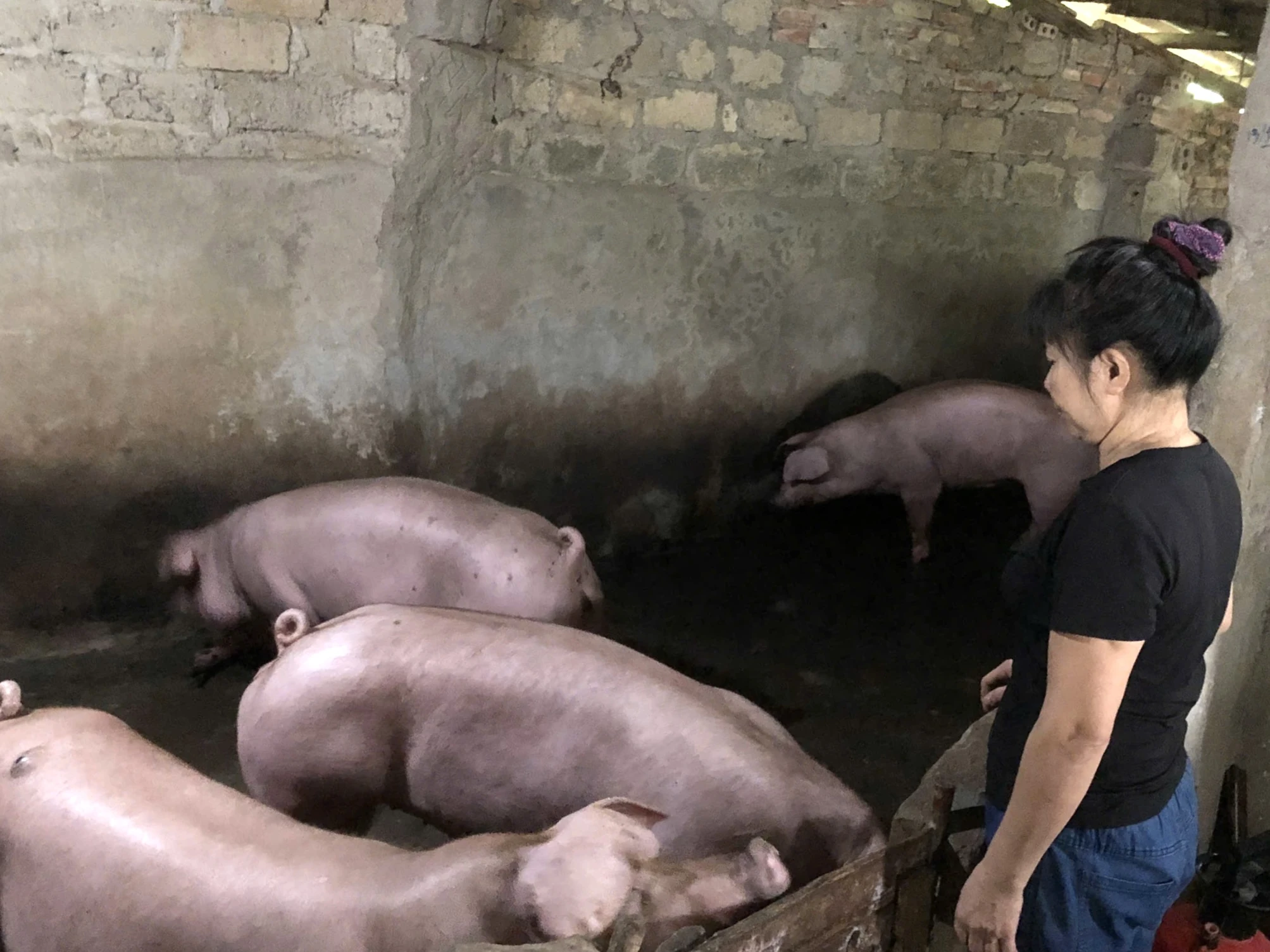 Dịch tả lợn Châu Phi: Khẩn trương khoanh vùng, ngăn chặn lây lan