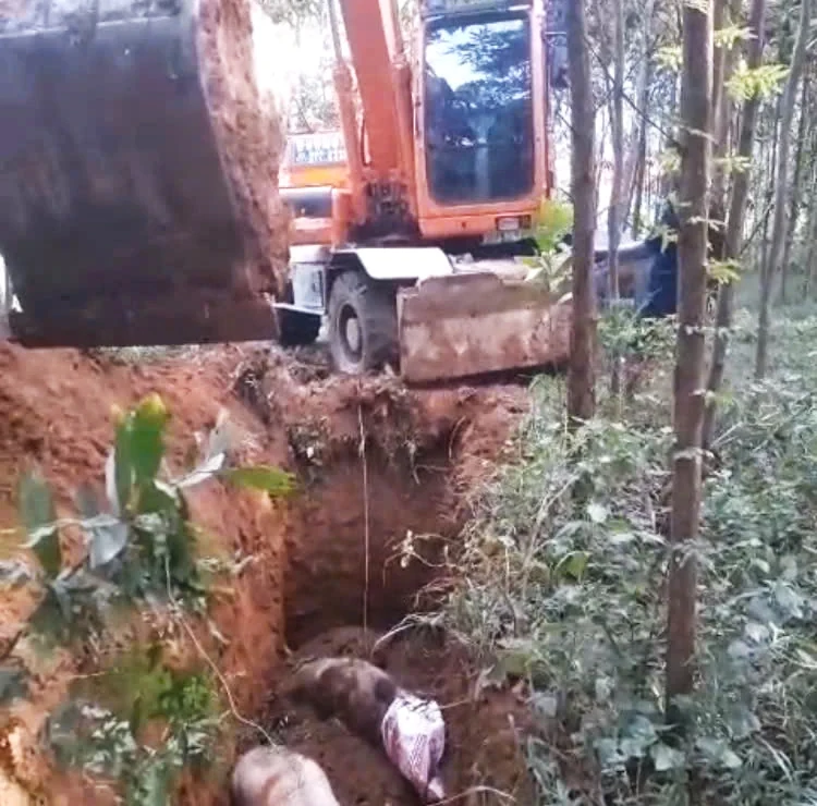 Hợp Kim căng sức chống dịch tả lợn châu Phi