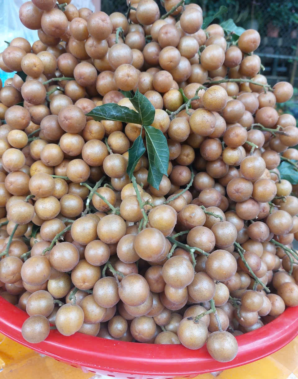 Hồng bì xứ Mường vào mùa quả mọng