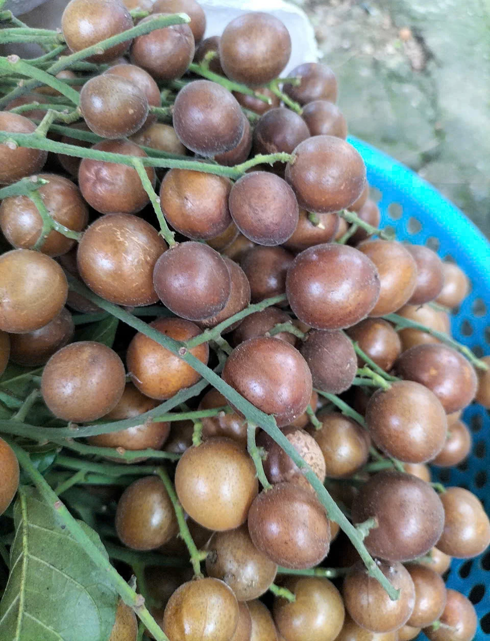 Hồng bì xứ Mường vào mùa quả mọng