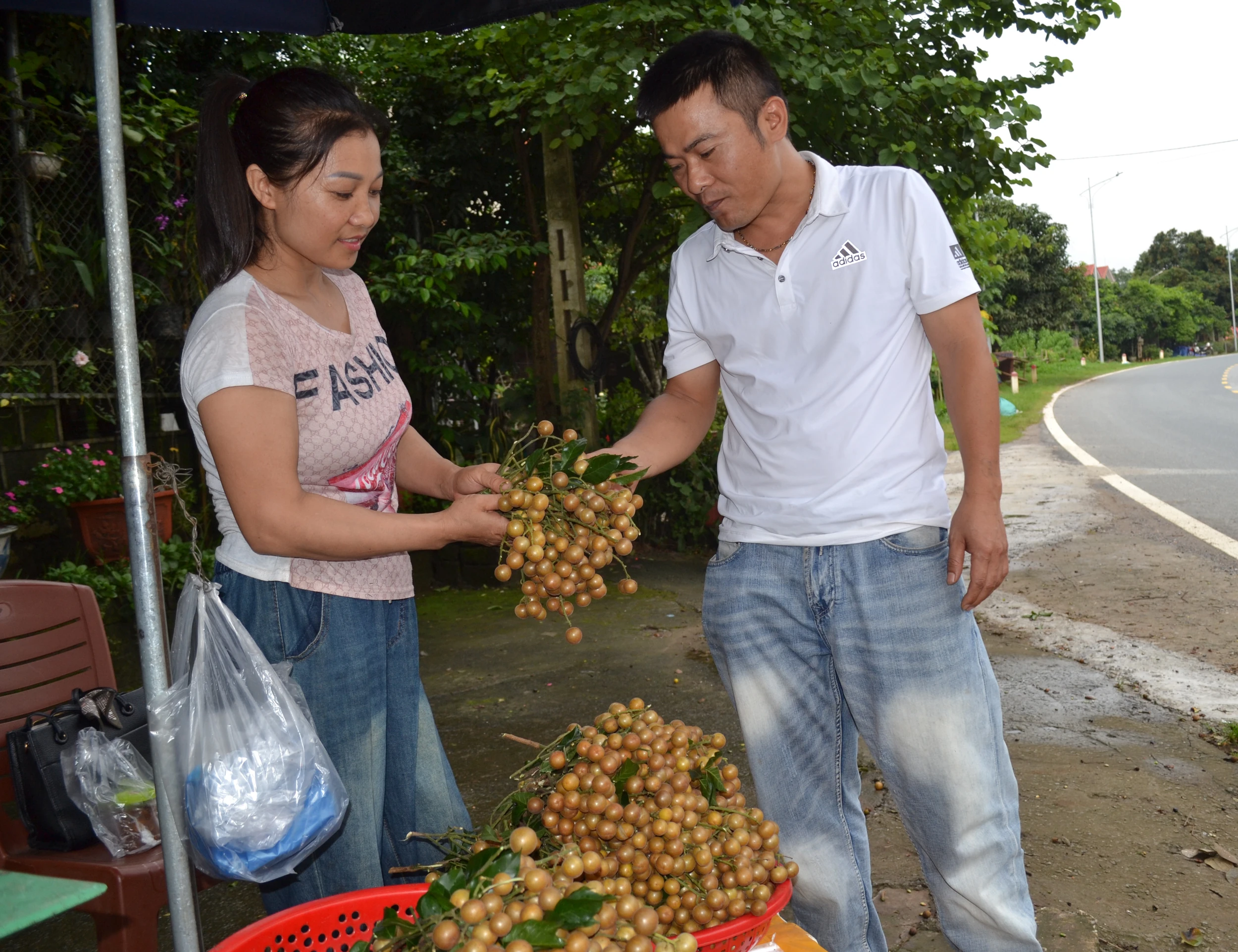 Hồng bì xứ Mường vào mùa quả mọng
