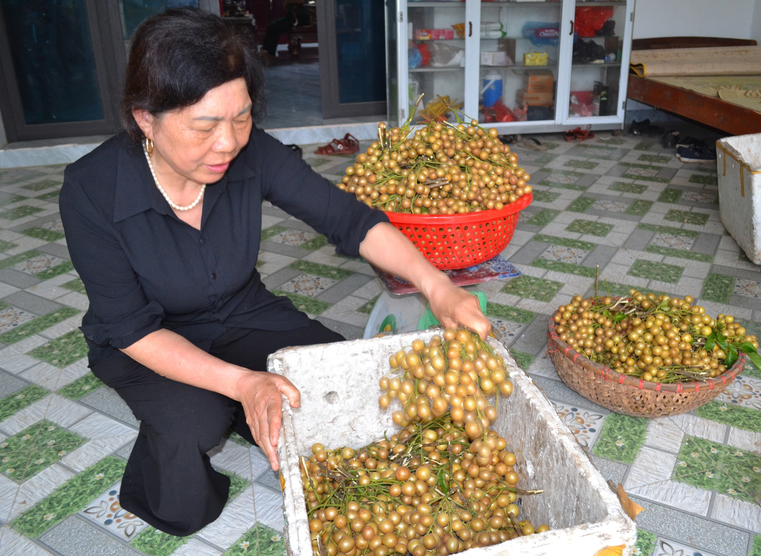 Hồng bì xứ Mường vào mùa quả mọng