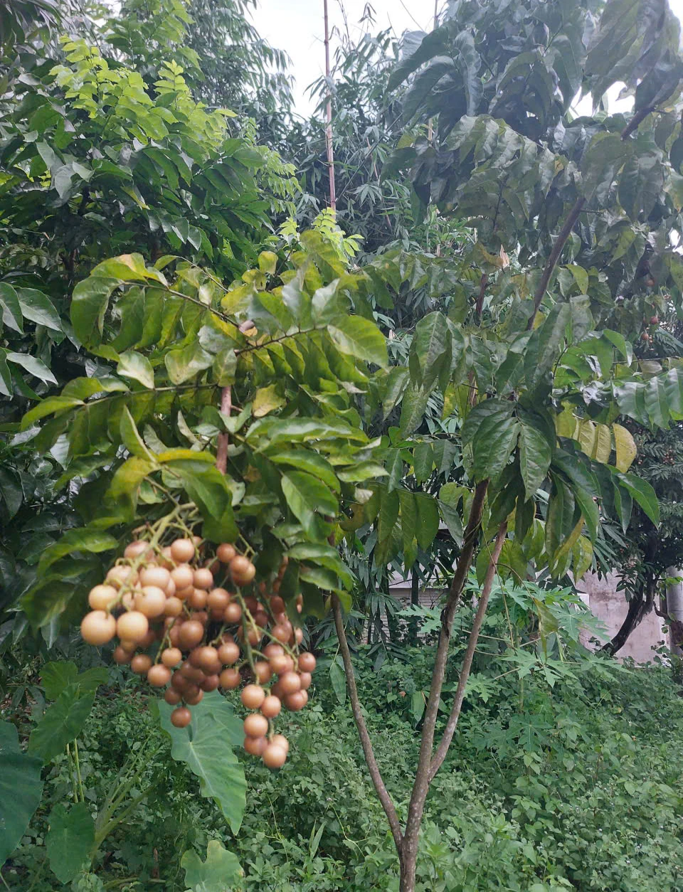 Hồng bì xứ Mường vào mùa quả mọng