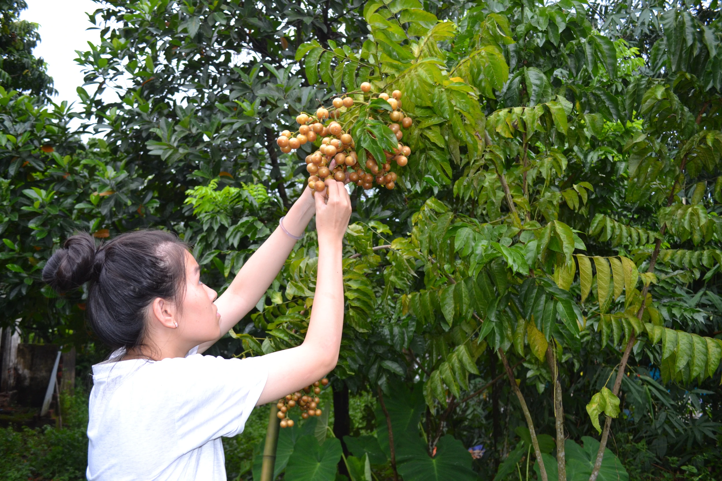 Hồng bì xứ Mường vào mùa quả mọng