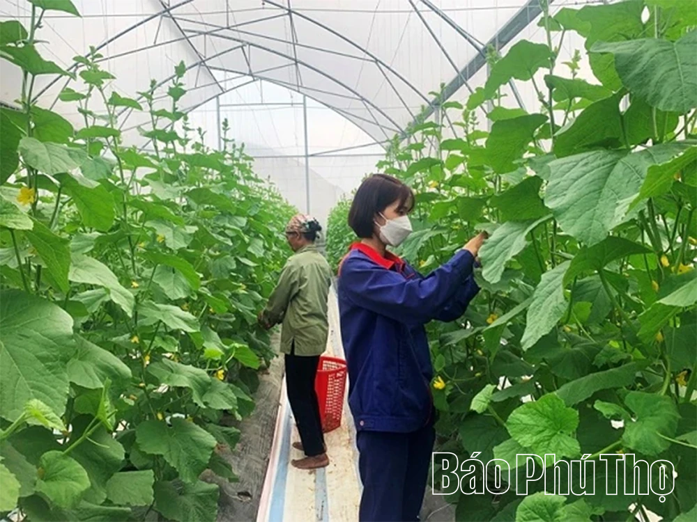 Phú Thọ khơi dậy tiềm năng nông nghiệp công nghệ cao