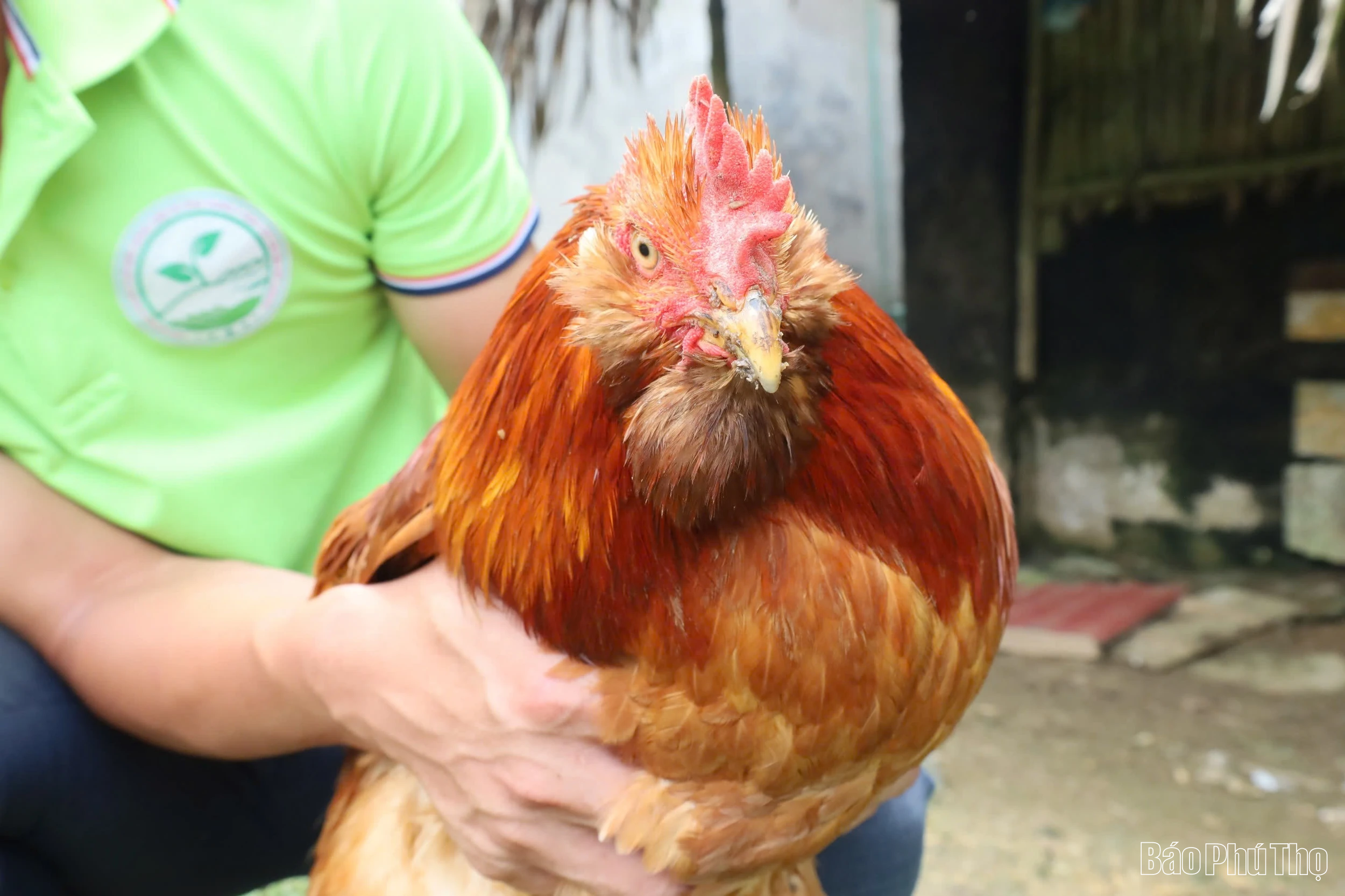 Phát triển nông sản bản địa, hướng đi mới ở Sơn Lương