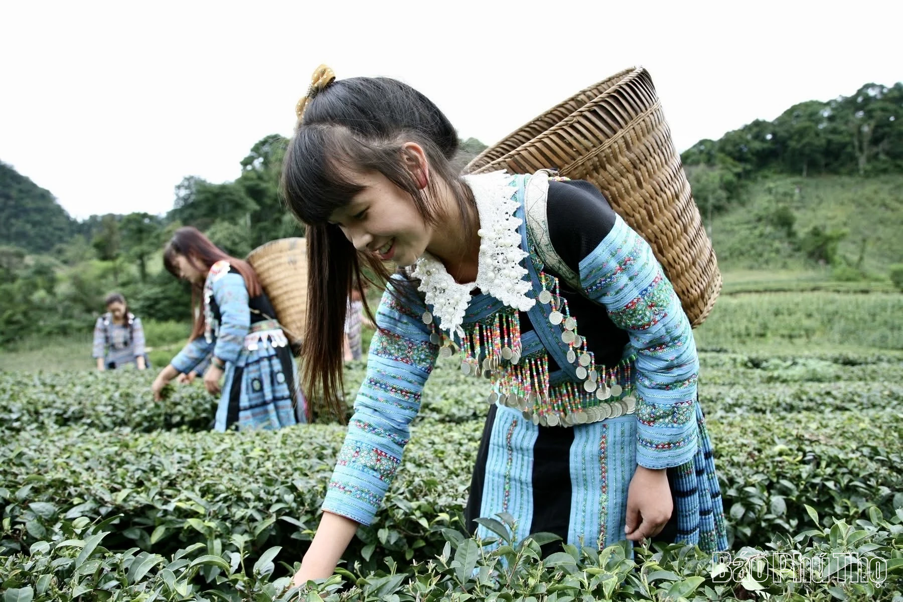 “Đánh thức” tiềm năng vùng chè Shan tuyết Pà Cò