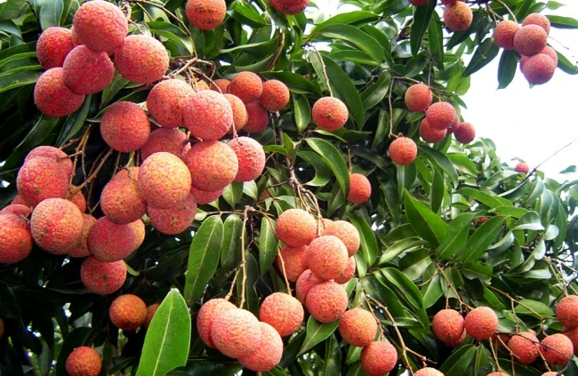 Ăn nhiều quả vải có ngộ độc không, ăn bao nhiêu để không bị nóng và tăng cân?
