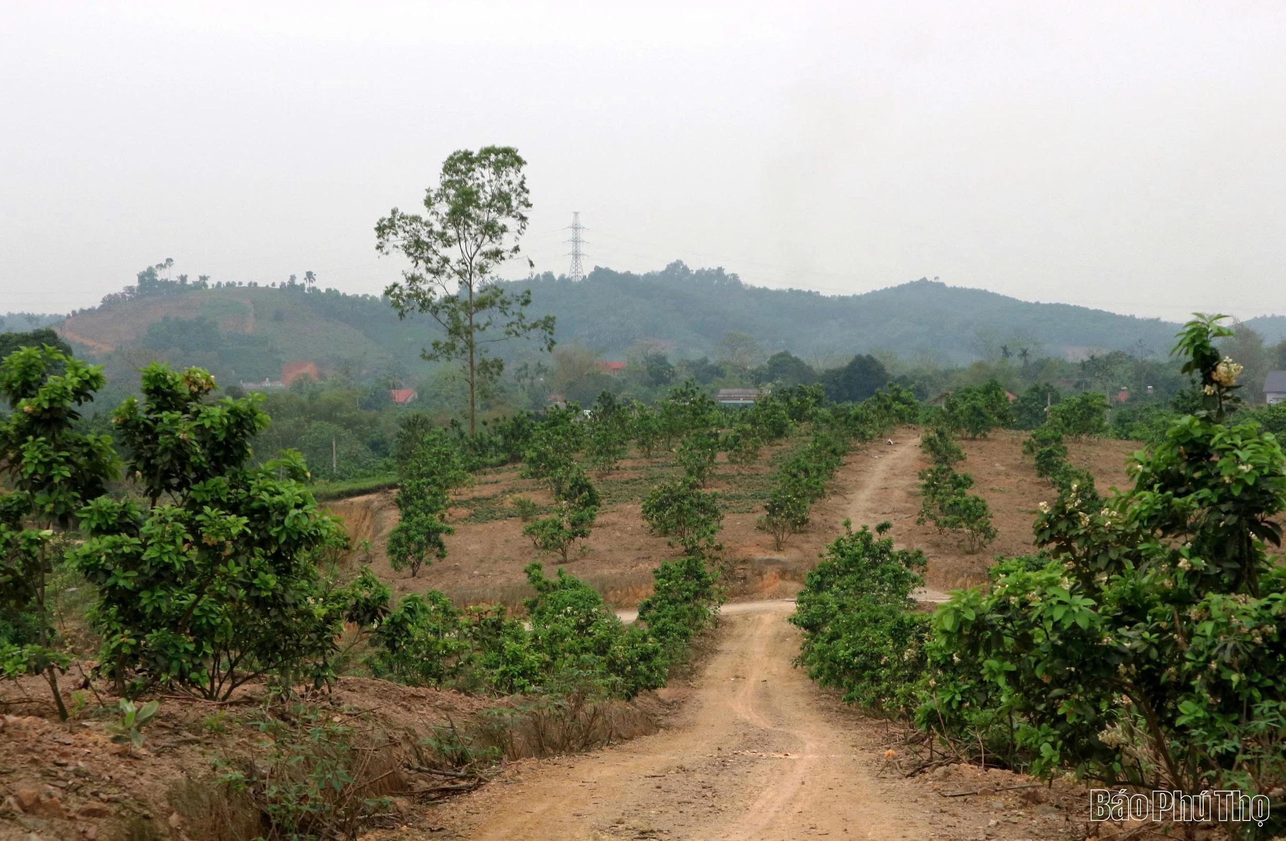 Nâng tầm bưởi đặc sản