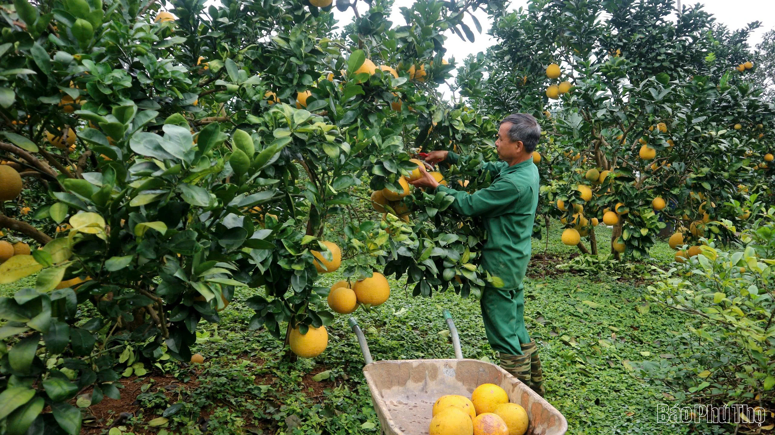 Nâng tầm bưởi đặc sản