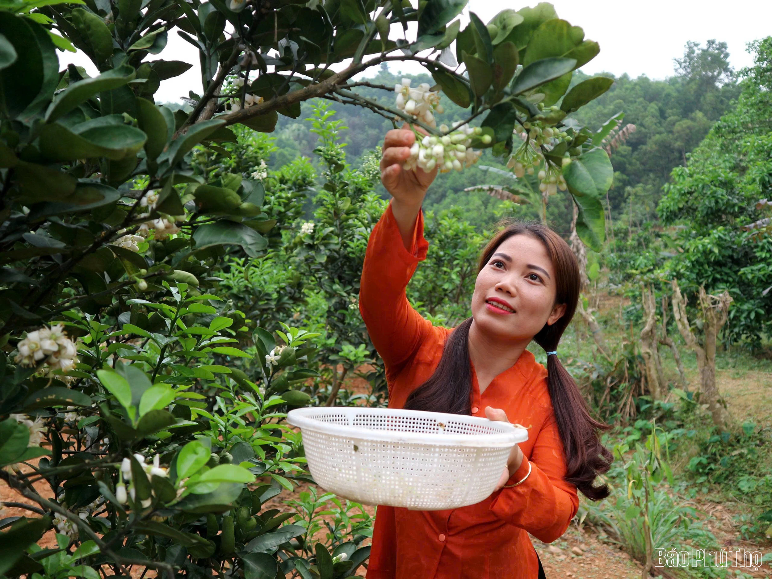 Nâng tầm bưởi đặc sản