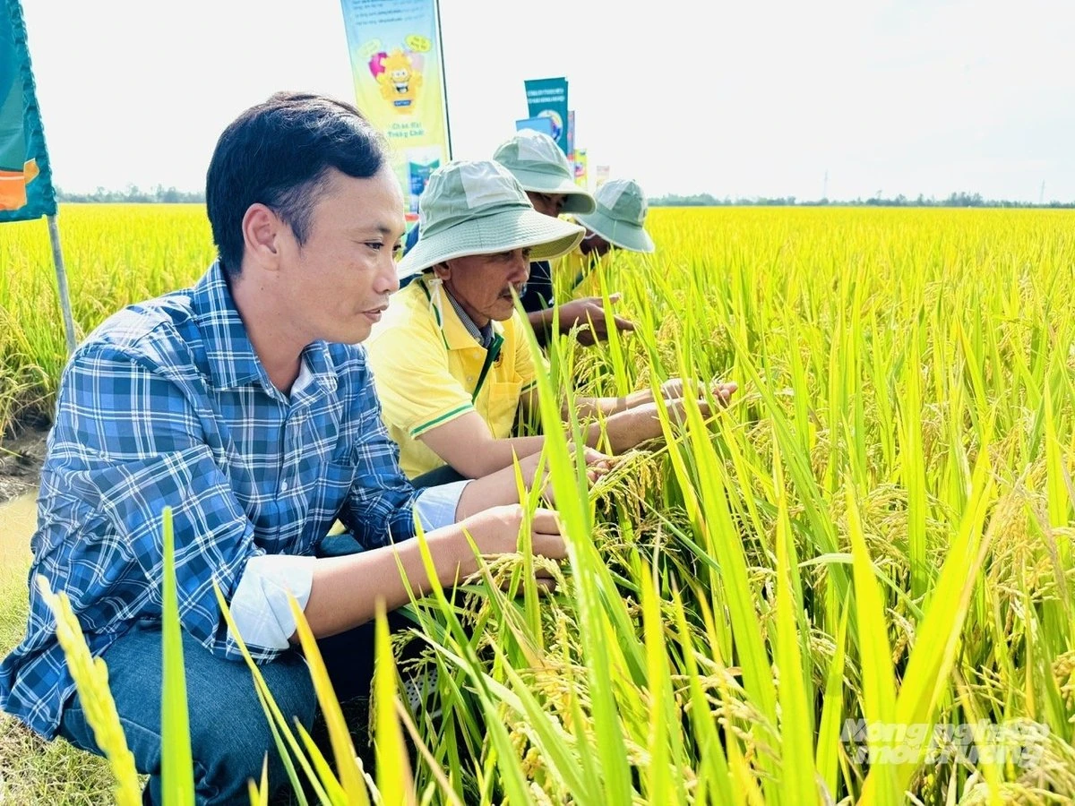 An Giang: Trồng lúa giảm phát thải, lợi nhuận tăng hơn 20%