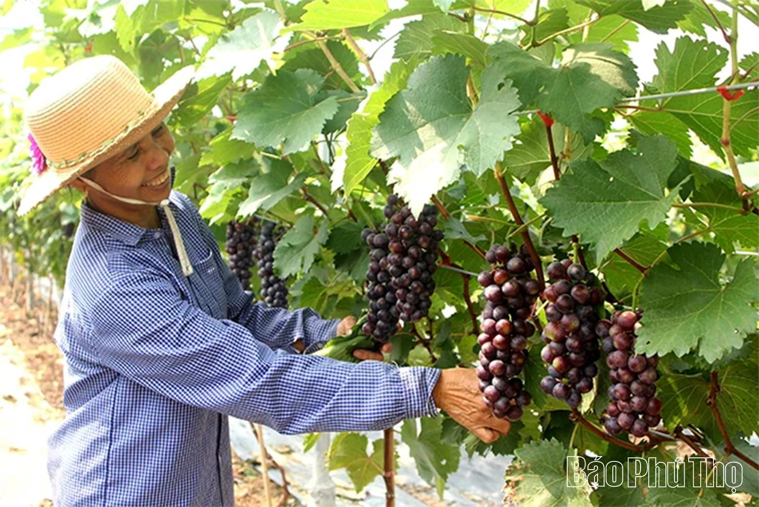 Hiệu quả từ mô hình trồng nho Hạ đen xen canh rau má