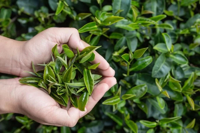 6 loại trà thảo mộc tốt cho người bệnh gan nhiễm mỡ không do rượu