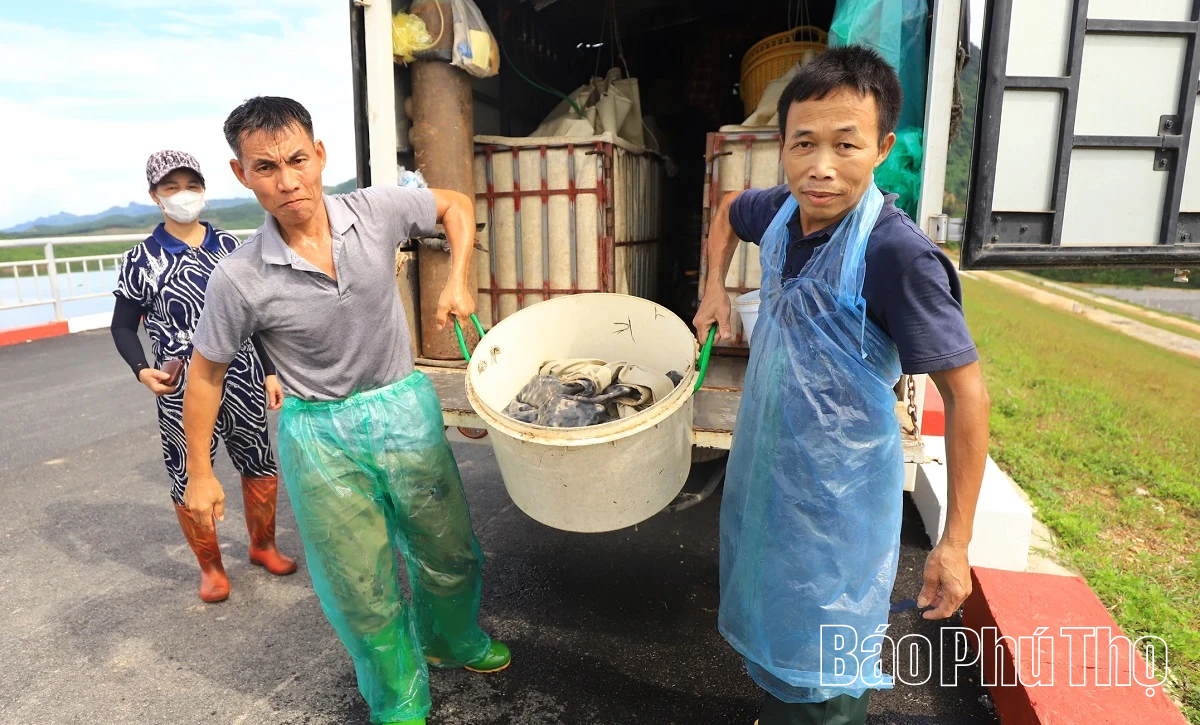 Thả 1 tấn cá giống tại hồ Cánh Tạng