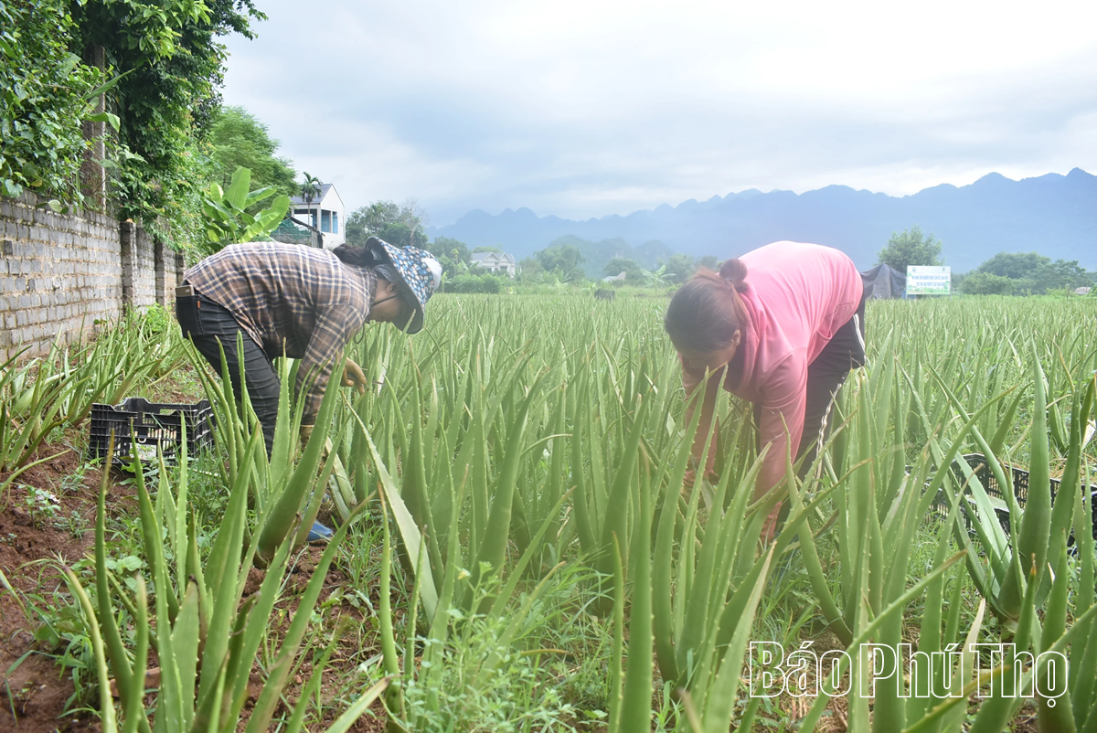 Đan cỏ tranh, trồng nha đam giúp phụ nữ thoát nghèo