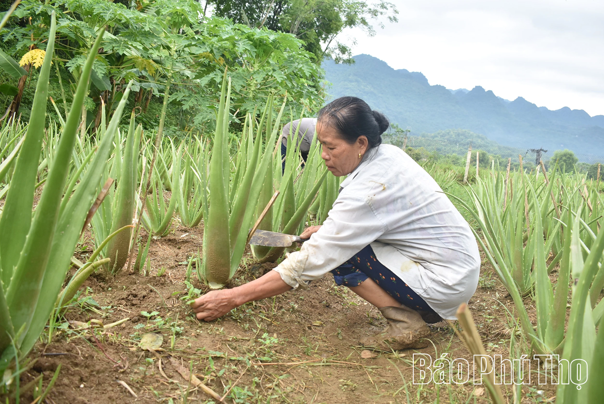 Đan cỏ tranh, trồng nha đam giúp phụ nữ thoát nghèo