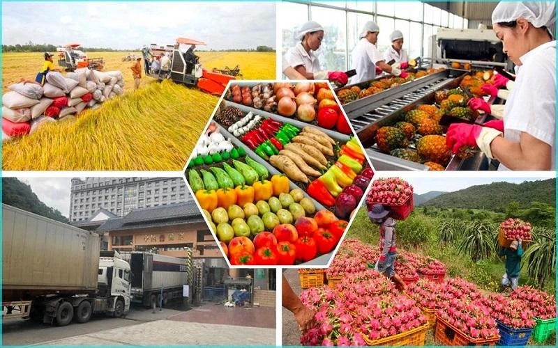 Đăng ký mã GACC: Hướng dẫn đầy đủ cho doanh nghiệp xuất khẩu nông sản