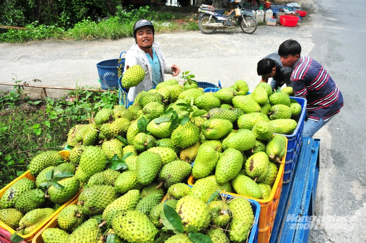 Vùng đất vàng của nông nghiệp hàng hóa