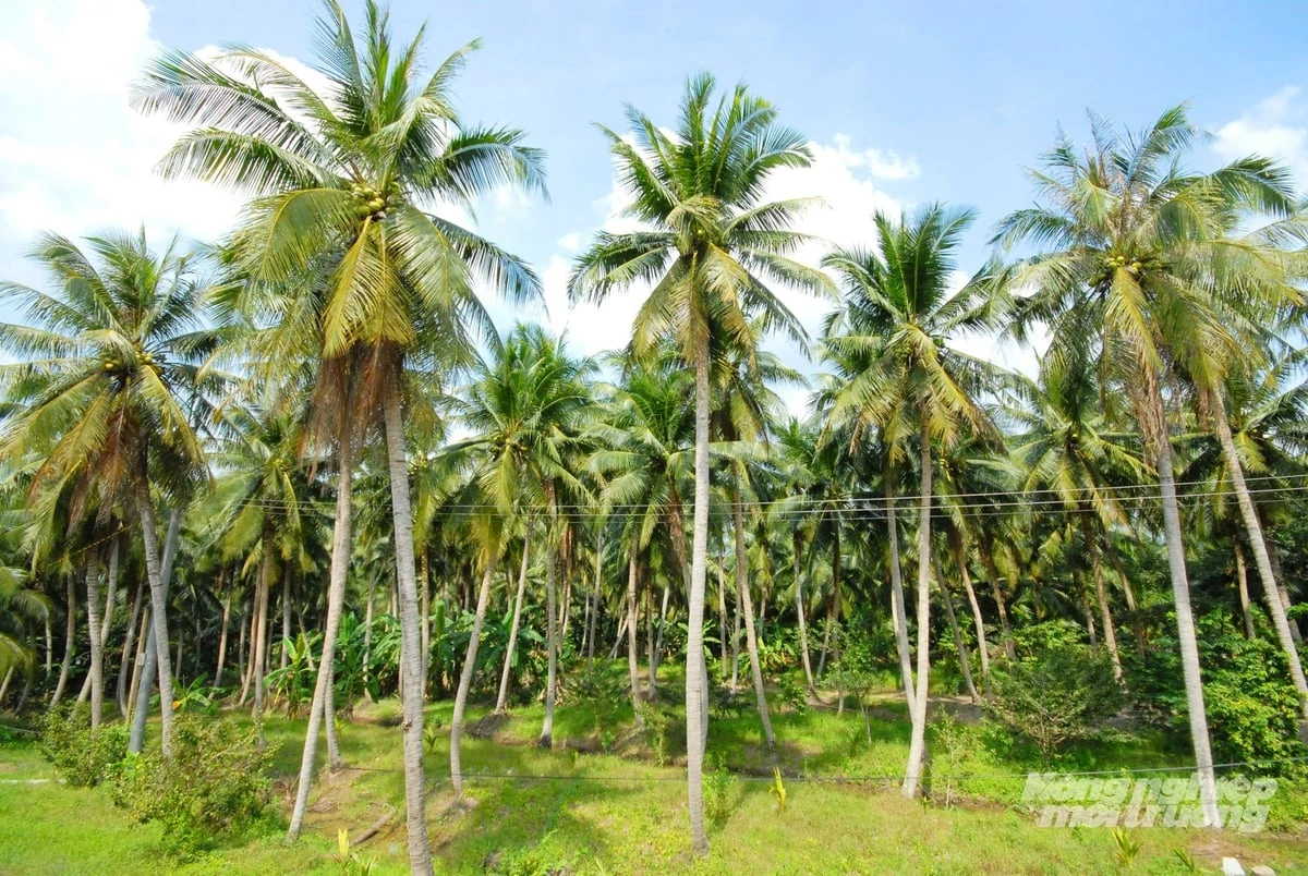 Vùng đất vàng của nông nghiệp hàng hóa
