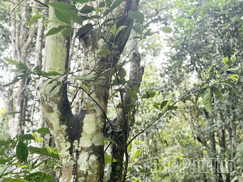 Đừng để vùng chè Shan Tuyết cổ thụ bị... lãng quên