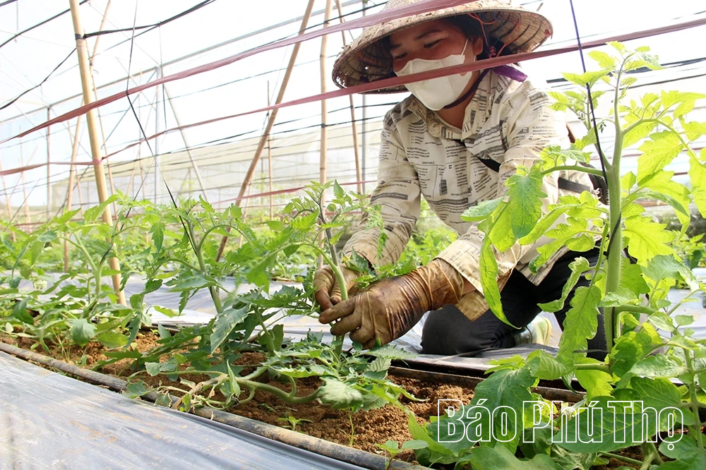 Ngành Nông nghiệp góp sức vào mục tiêu tăng trưởng hai con số của tỉnh
