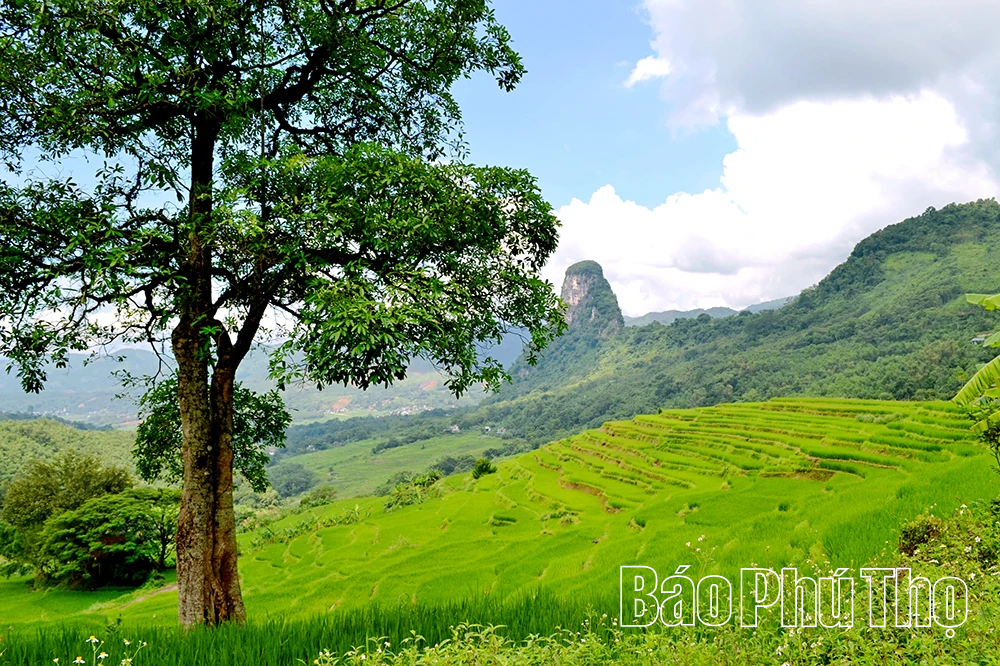 Mê mẩn ruộng bậc thang vùng cao Mường Vang