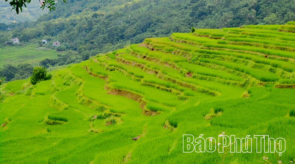 Mê mẩn ruộng bậc thang vùng cao Mường Vang