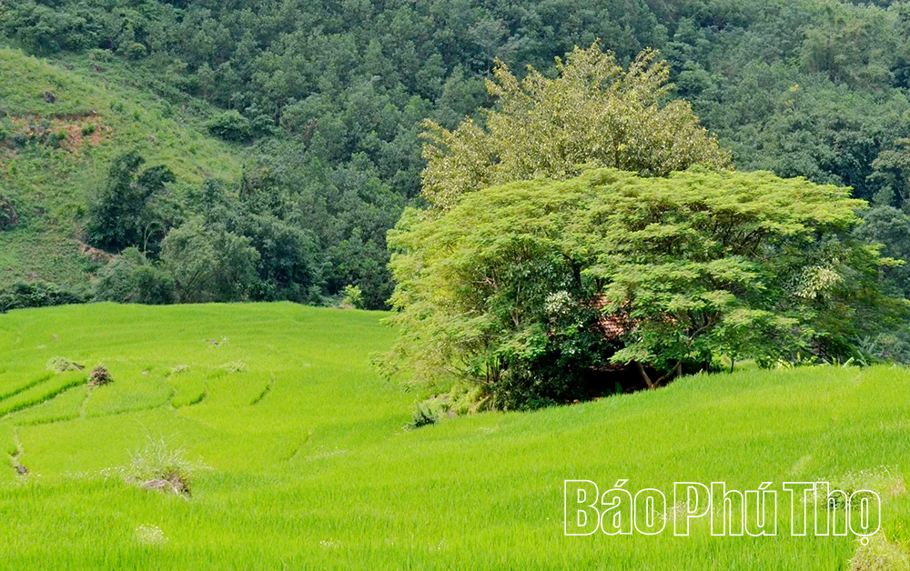 Mê mẩn ruộng bậc thang vùng cao Mường Vang