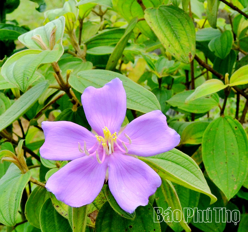 Mê mẩn ruộng bậc thang vùng cao Mường Vang