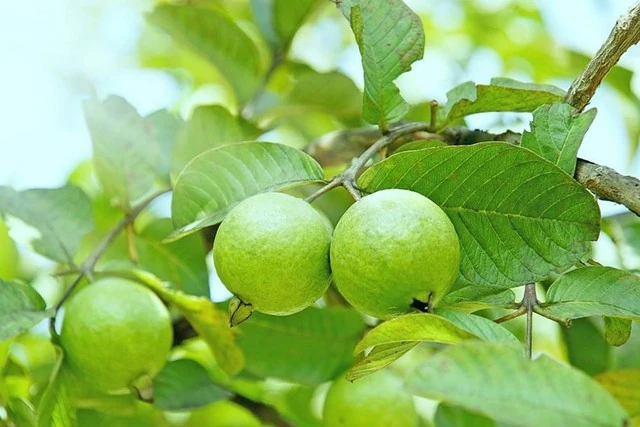 4 nhóm người nên hạn chế ăn quả ổi