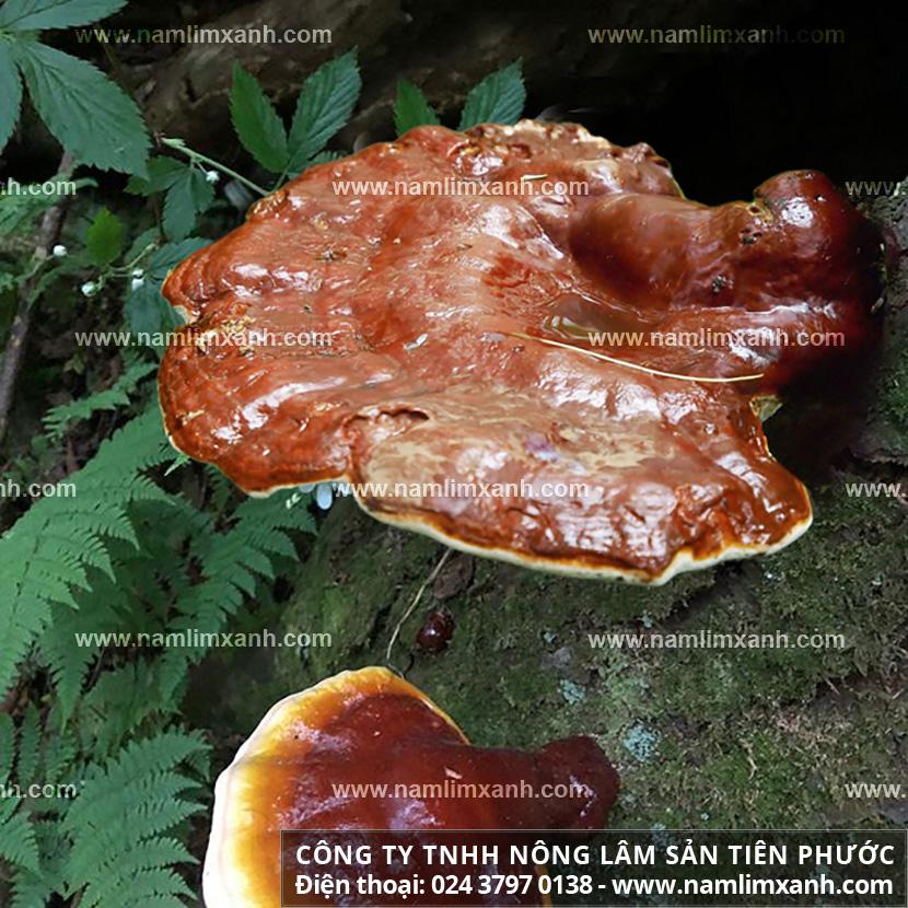 Nấm lim xanh tự nhiên tác dụng chữa bệnh gì
