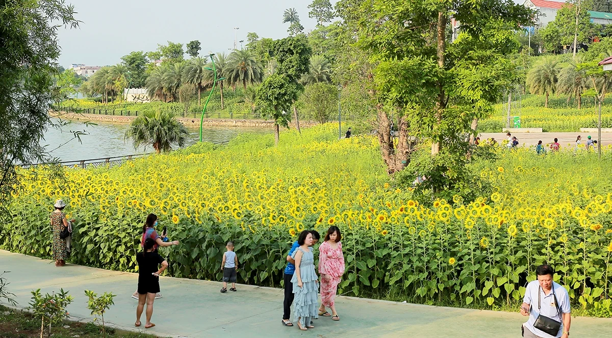 Đón nắng với hoa hướng dương vàng rực Công viên Văn Lang