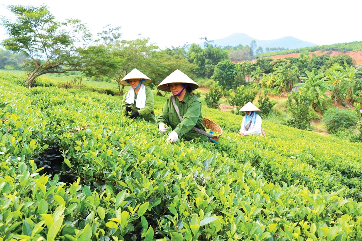 Thanh Sơn ngày mới