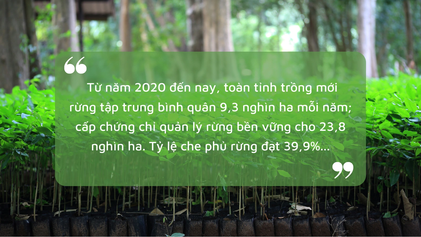 Kỳ II: Nghị quyết “Khoán” rừng